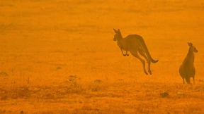 Land im Flammendunst