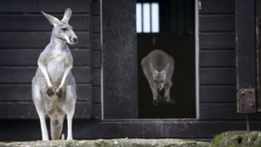 Besucherrekord und zwei tonnenschwere Verluste 