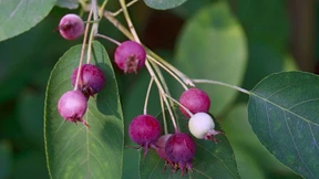 Die Wilden sind zurück