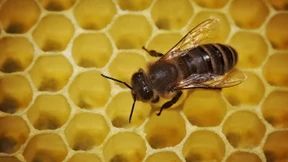 EU will für Bienenschutz drei Pestizide verbieten