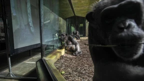 Zoom-Party für Zoo-Affen