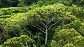 Regenwald schrumpft langsamer