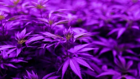 High im Elfenbeinturm