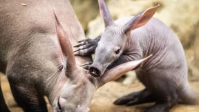 Baby-Erdferkel „Memphis“ auf Erkundungstour