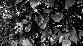 Aus dem wahren Leben