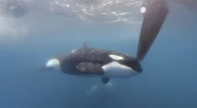 Wieder eine Orca-Attacke auf Teilnehmer der Segelregatta