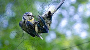 Das leere Netz zeigt das ganze Elend