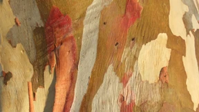 Ansteckend oder nicht ansteckend?