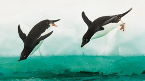 Dödö dödö – Lockruf der Liebsten