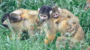 PCR-Tests bei Tieren gehören zum Alltag