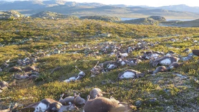 Das Rätsel der Rentiere 