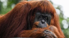 Humanmedizinerinnen operieren erfolgreich Orang-Utan-Weibchen