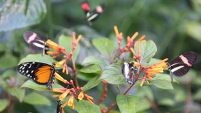 Geld für die Biodiversität