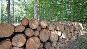 Holzindustrie wehrt sich gegen Umsetzung von EU-Verordnung