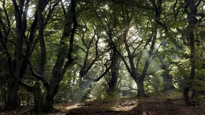 Streit um mehr Naturschutz im Wald 