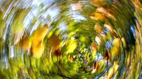 Es droht Nachwuchsmangel im Wald