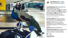 Frau will Pfau im Flugzeug einchecken