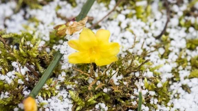 Ein bisschen Frühling