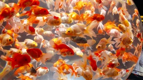 Sind wir nach 30 Minuten in sozialen Netzwerken geisteskrank?