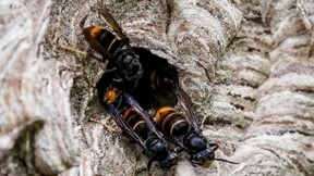Was Hornissen jetzt besonders aggressiv macht