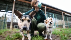 Lage in Tierheimen spitzt sich zu