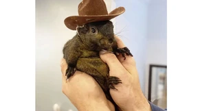 Berühmtes Eichhörnchen Peanut in New York beschlagnahmt