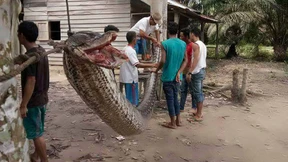 Riesenpython verschlingt Frau in Indonesien