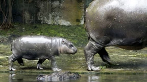 Handel mit Flusspferdzähnen nimmt dramatisch zu