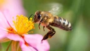 „Das Artensterben kostet drei Billionen Euro“