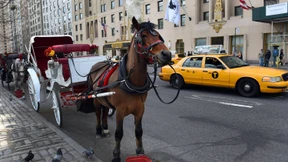 New York will weniger Pferdekutschen im Central Park