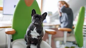 Pupsalarm und Haltungsnote