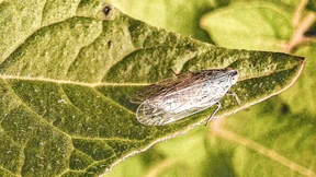 Rübendämmerung auf Deutschlands Äckern