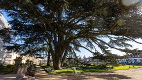 Welche Bäume retten den kranken deutschen Wald?