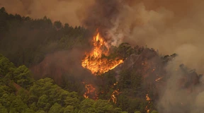 Schon fast 3300 Hektar durch Waldbrand auf Teneriffa zerstört