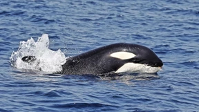 Warum sich Orcas auf Segelboote stürzen