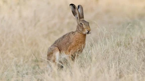 Die Hitze und die Folgen