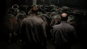 Unter dem Stiernacken liegt ein wundes Herz 