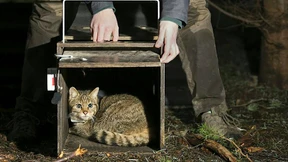 Die Wanderrouten der scheuen Samtpfoten