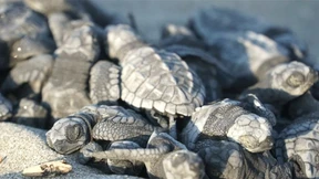 „Die Touristen wollen helfen, richten aber großen Schaden an“