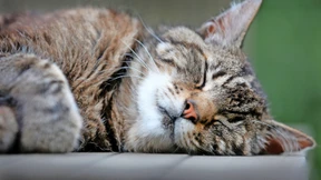 „Uns interessiert besonders, wie Katzen ihren Schwanz bei der Begrüßung halten“