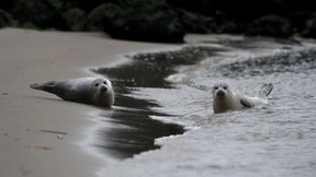 Nordsee-Robben erobern Strände