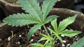 Growboxen-Hersteller: „Viele üben schon mal mit Tomaten“