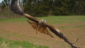 Im Schwebeflug zwischen Wald und Flur 