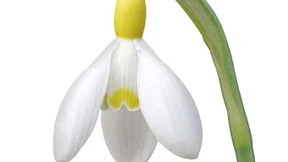 Schneeglöckchen: Zarte, weiße Frühlingsbotin