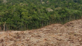 Weltbank fordert Schritte gegen „Abholzungs-Mafia“
