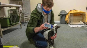 Pub in Irland wird zu Tierasyl