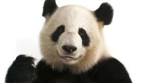 Aufbruch im Panda-Land