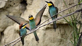 Die Bienenfresser kommen