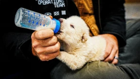 Warum die süßen Wölfe eine Frechheit sind