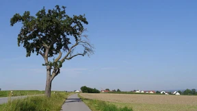 Das regierungsfreundliche GibGeldDuOpfa der Medien in der Provinz